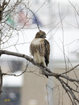 Red tailed Hawk